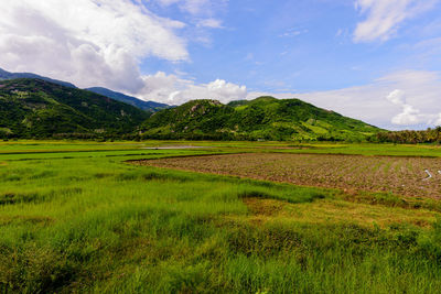 Scenic view of agricultural field against sky