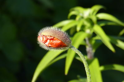 Close-up of a flower