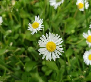 Close-up of white daisy flowers