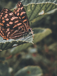 Close-up of butterfly pollinating flower