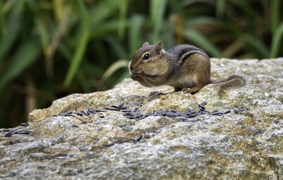 Close-up os north american chipmunk on rock eating sunflower seeds