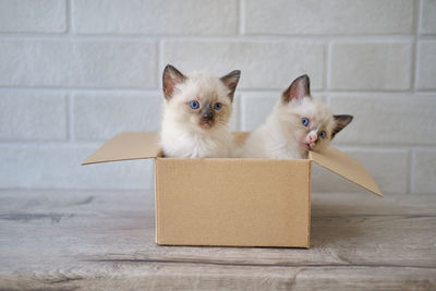 Portrait of kittens on floor