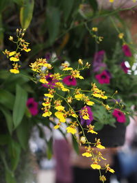 Close-up of flowering plant