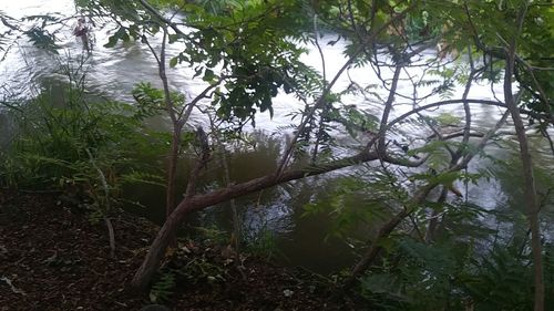 Trees and plants in forest