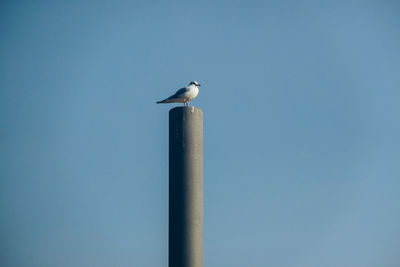 Low angle view of birds perching on wall