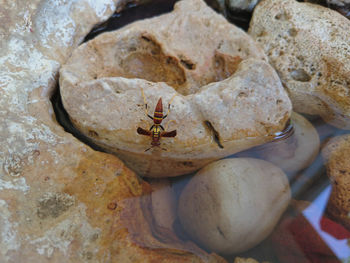 Close-up of insect