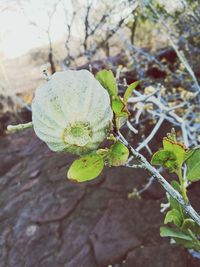 Close-up of plant against blurred background