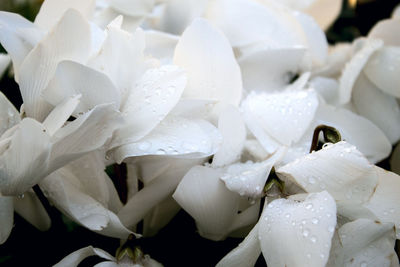 Close-up of wet white roses