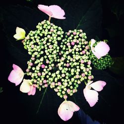 Close-up of pink flowers