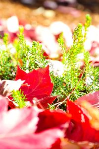 Close-up of red flowers