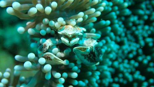 Close-up of crab in sea