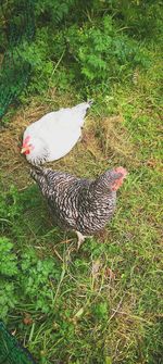 High angle view of bird on field