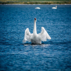 Mute swan swimming in blue lake