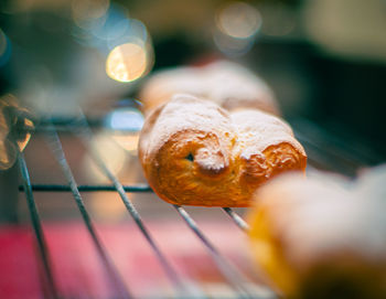 Close-up of snail on metal