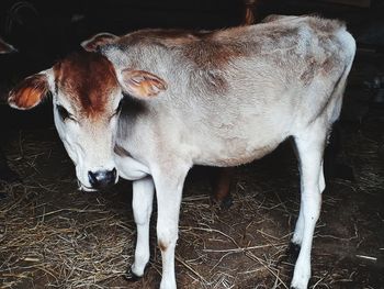 Calf standing on land