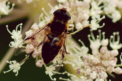 Close-up of butterfly on flower