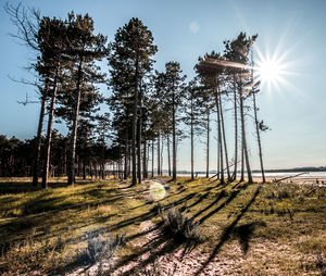 Trees on field against bright sun