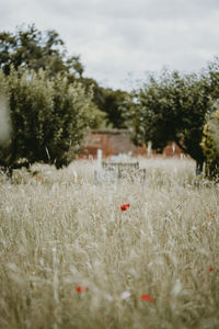 Flowers growing on field against sky