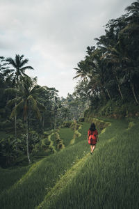 Rear view of woman walking in farm against sky