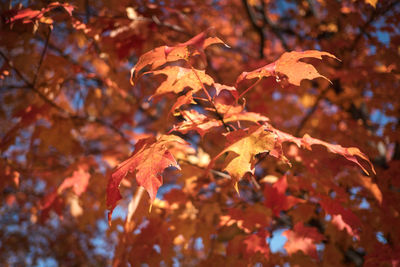 Low angle view of maple leaves on tree