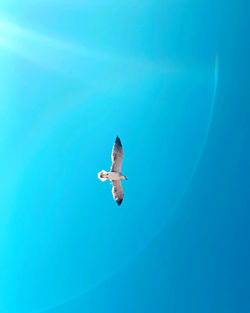 Low angle view of bird flying against blue sky