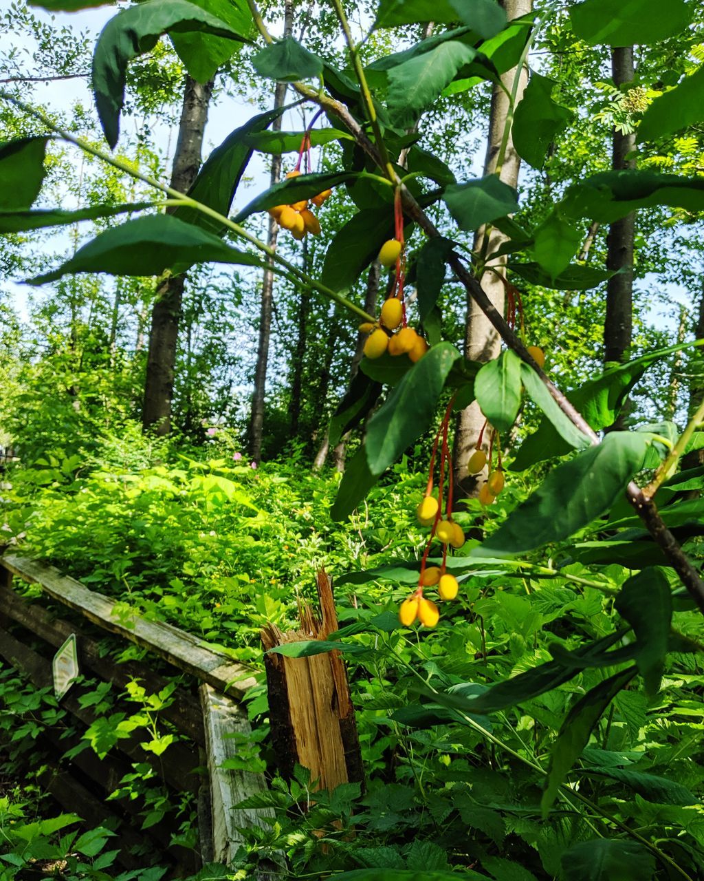 growth, plant, tree, fruit, food and drink, healthy eating, food, green color, leaf, freshness, plant part, nature, day, no people, wellbeing, agriculture, beauty in nature, fruit tree, outdoors, low angle view, ripe, orange