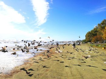 Flock of seagulls on beach against sky