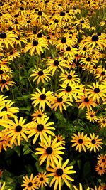 Close-up of yellow flowers blooming outdoors