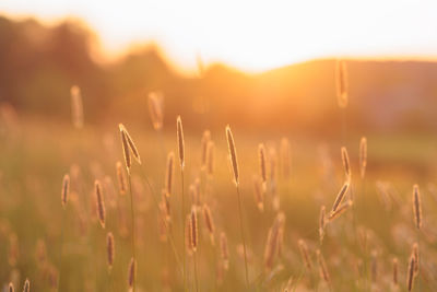 Beautiful flower meadow with sunlight herbs