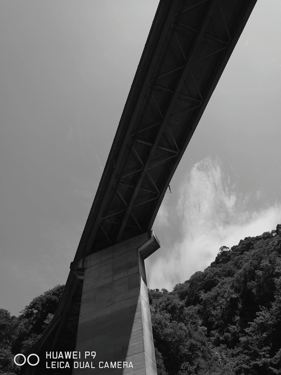 connection, built structure, low angle view, architecture, bridge - man made structure, engineering, sky, outdoors, bridge, high section, day, growth, modern, tall - high, no people, the way forward, suspension bridge, green color, treetop