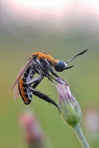 Close-up of insect on flower