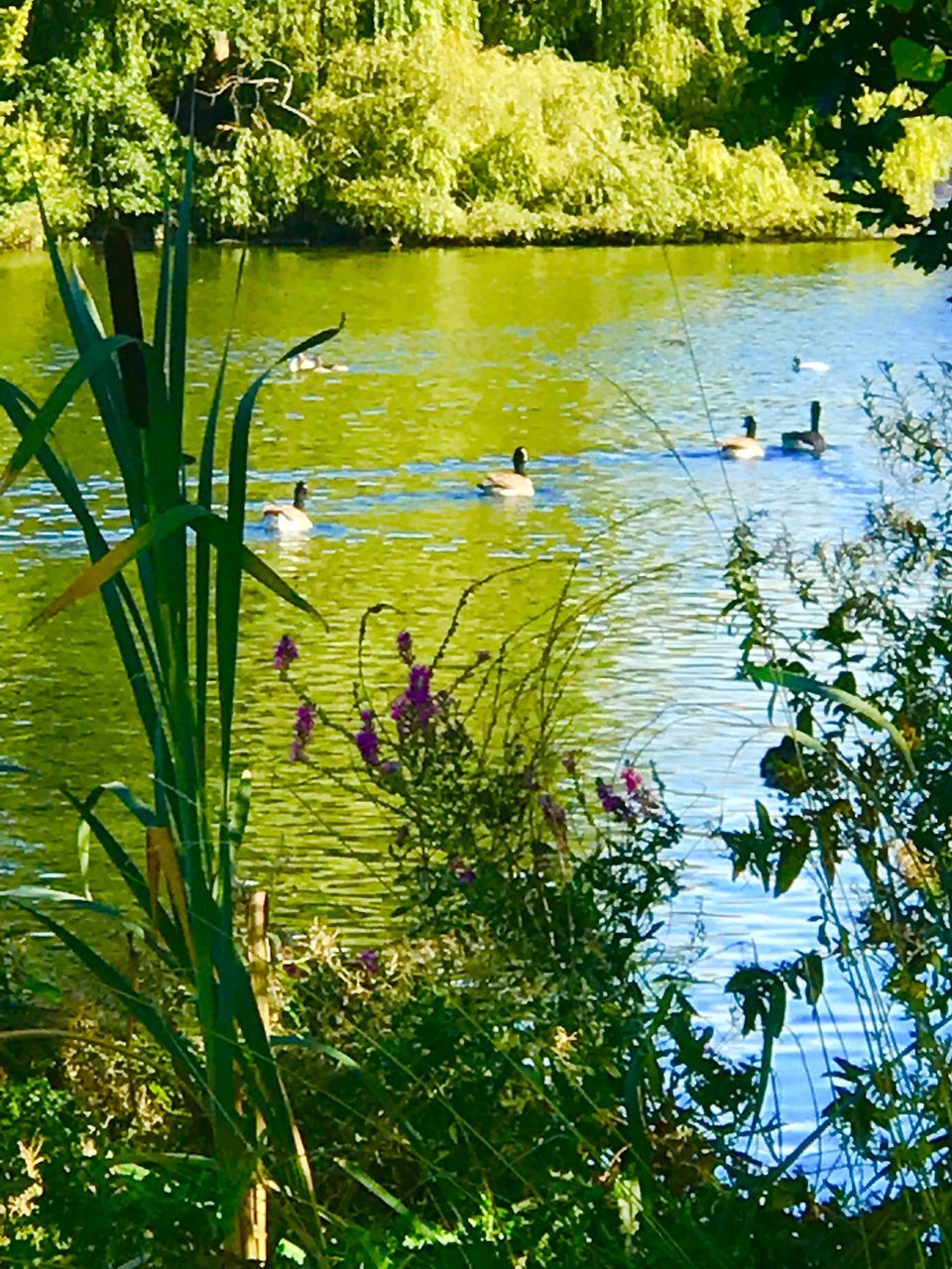 water, group of animals, lake, bird, animals in the wild, animal wildlife, animal themes, animal, vertebrate, plant, nature, no people, day, reflection, swimming, beauty in nature, tree, green color, large group of animals, duck, outdoors, floating on water