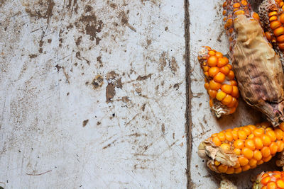 Close-up of orange fruits on wall