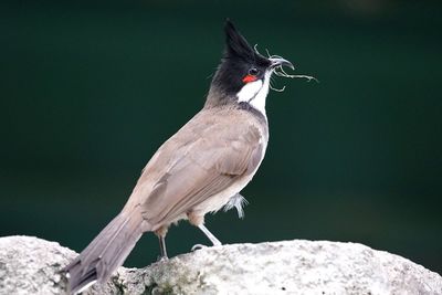 Red-whiskered bulbul perching on rock