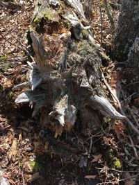 High angle view of roots on tree trunk in forest