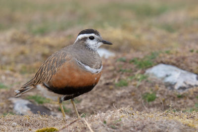 Close-up of a bird on field