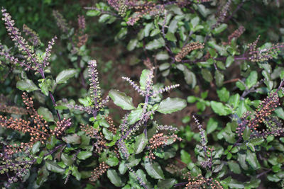 Basil tulsi plant leaves topview close up