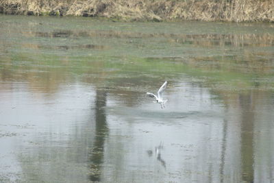 View of bird flying over lake