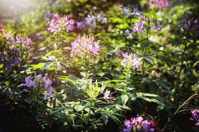 Close-up of purple flowering plants