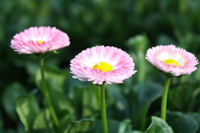 Close-up of pink flowers blooming outdoors