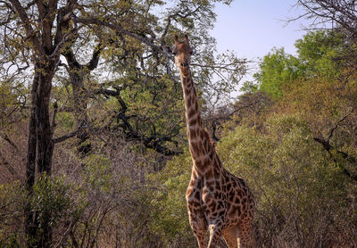 giraffe