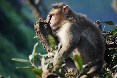 Monkey looking away on tree