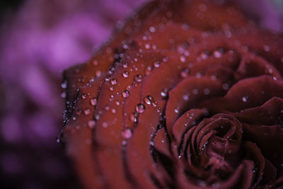 Close-up of wet purple flower