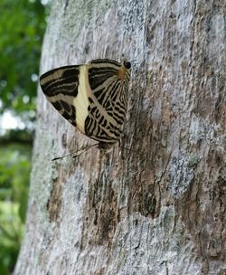 Close-up of butterfly on tree trunk