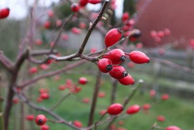Close-up of red berries growing on tree