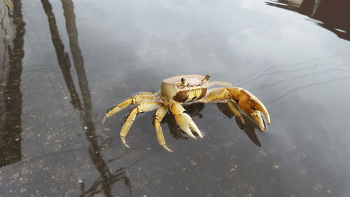 High angle view of crab in sea