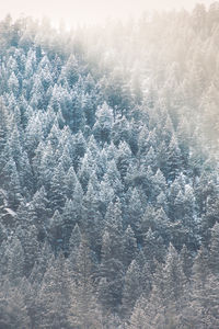 Full frame shot of tree during winter