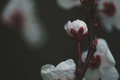 Close-up of white flowering plant