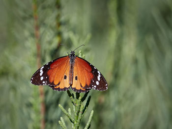 Close-up of butterfly pollinating flower