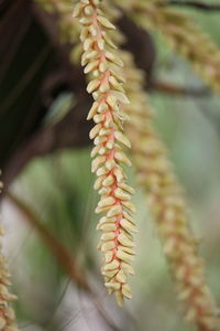 Close-up of plant